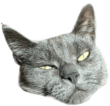 A second cat looking down